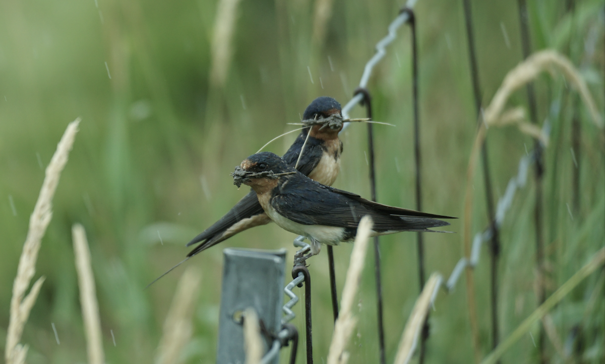 Barn Swallow - ML639515423