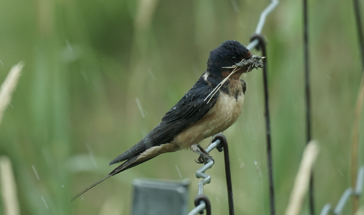 Barn Swallow - ML639515424