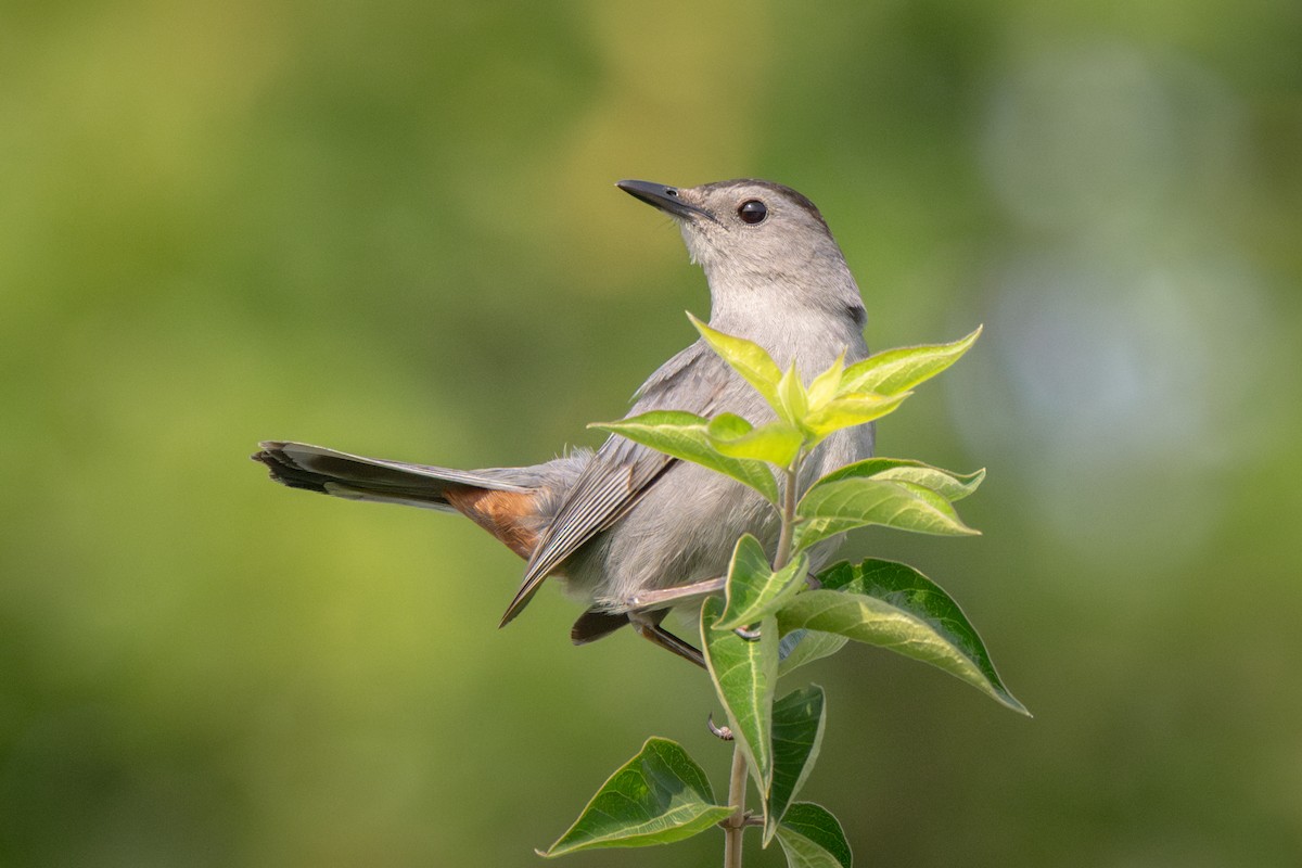Gray Catbird - ML639515495