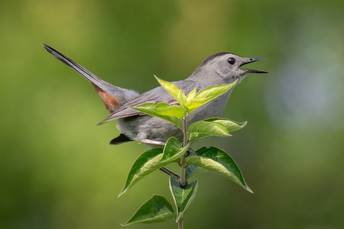 Gray Catbird - ML639515499
