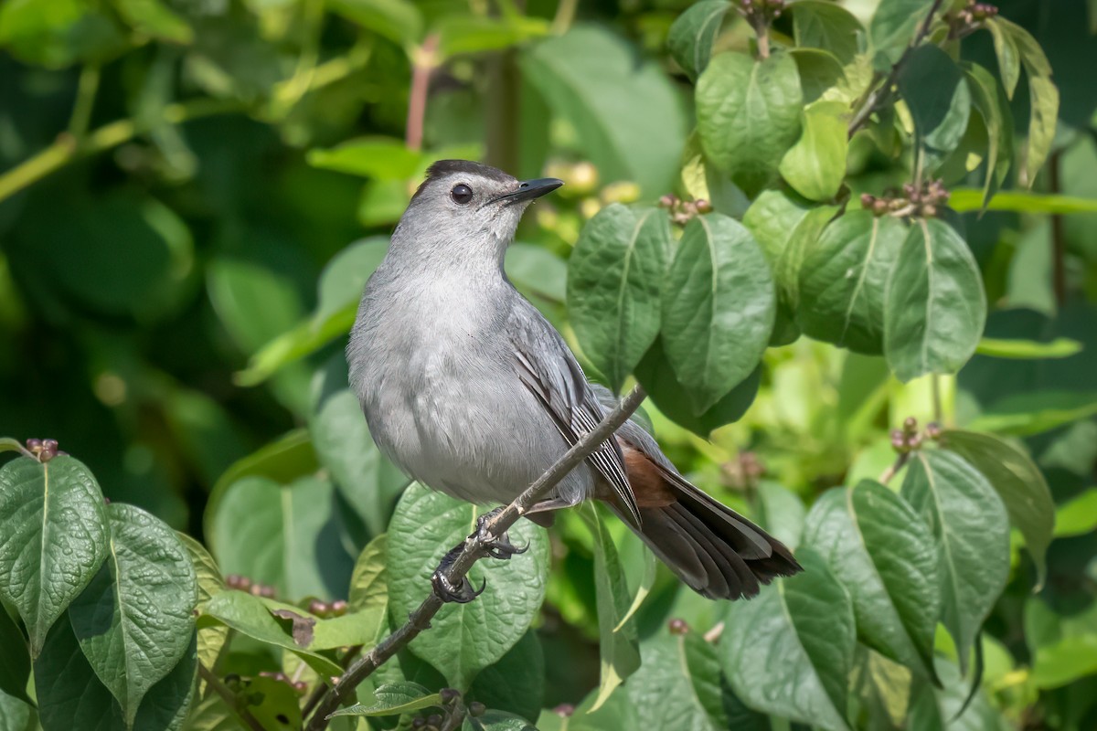 Gray Catbird - ML639515506