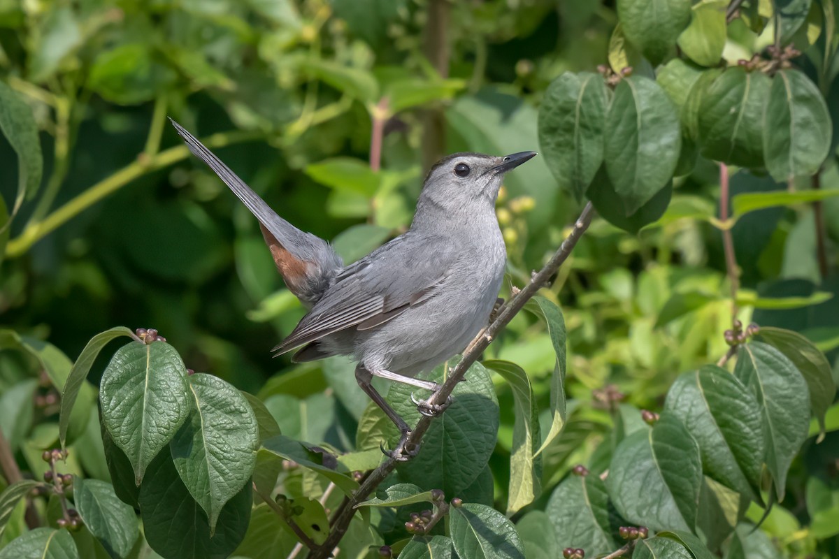 Gray Catbird - ML639515510