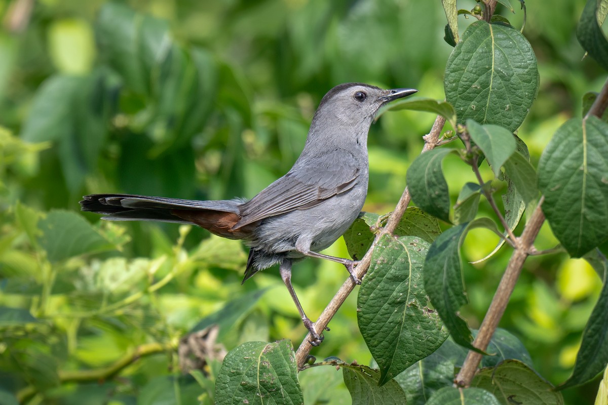 Gray Catbird - ML639515513