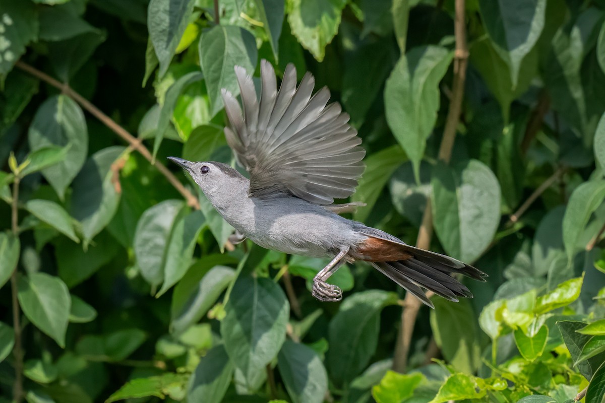 Gray Catbird - ML639515519
