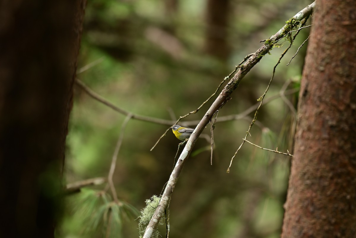 Crescent-chested Warbler - ML639515533