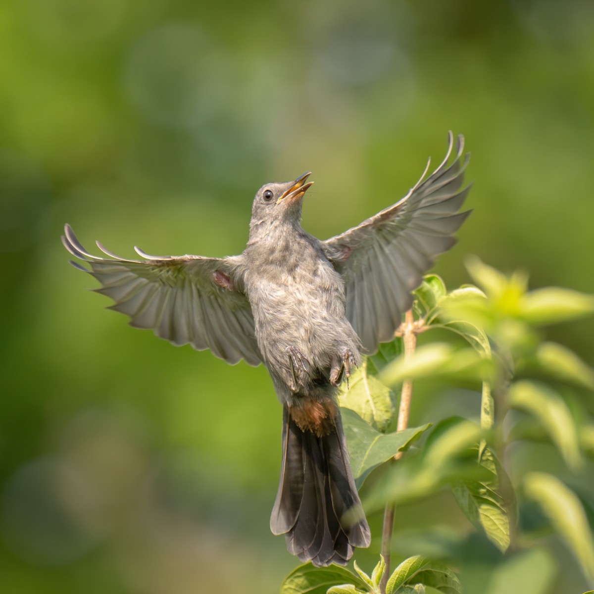 Gray Catbird - ML639515544