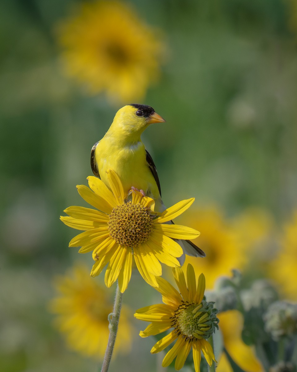 American Goldfinch - ML639515559