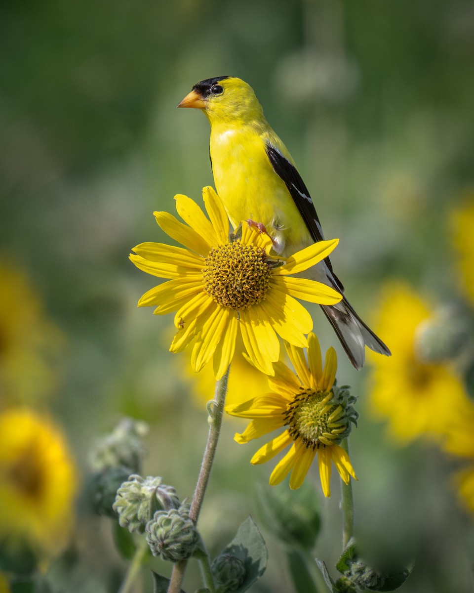 American Goldfinch - ML639515562