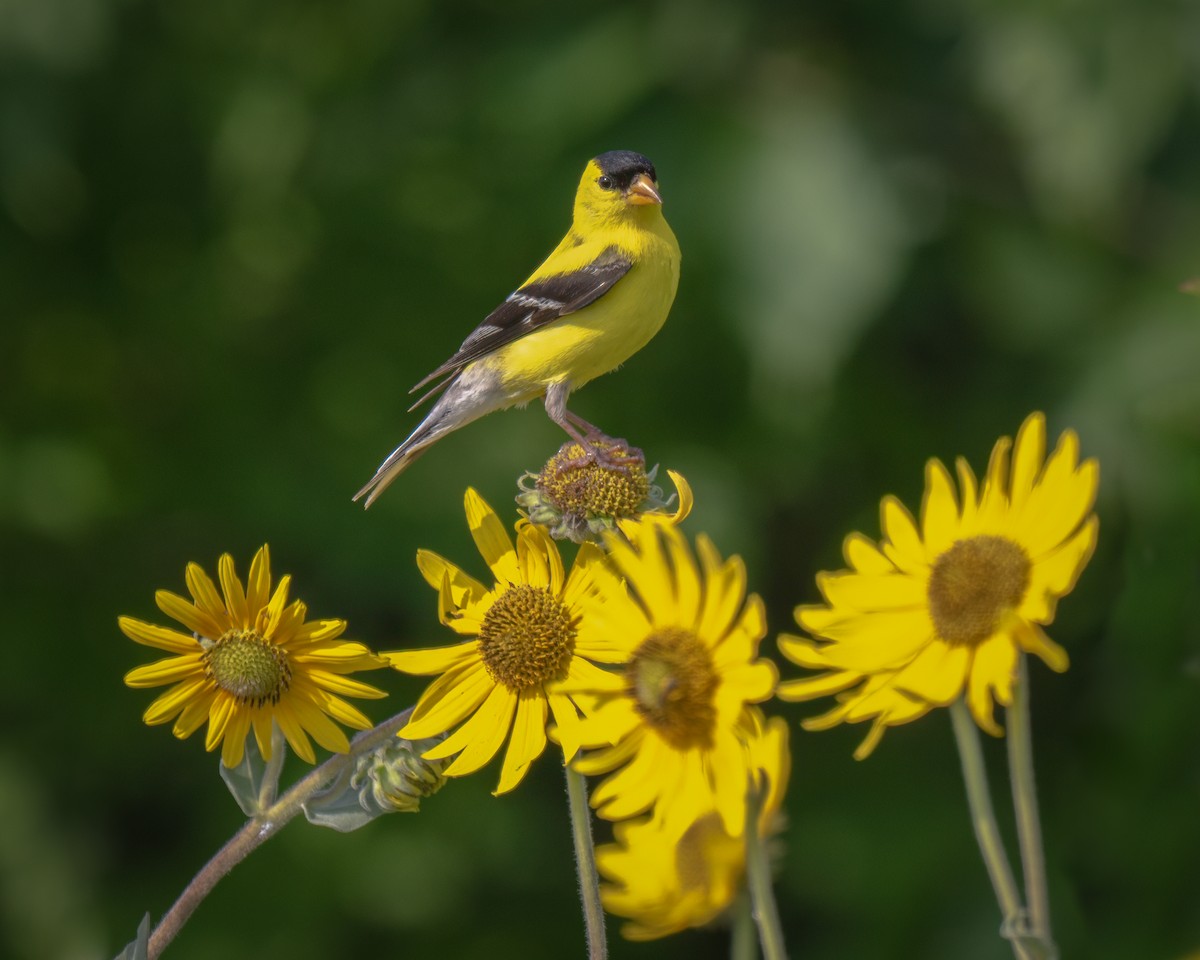 American Goldfinch - ML639515565