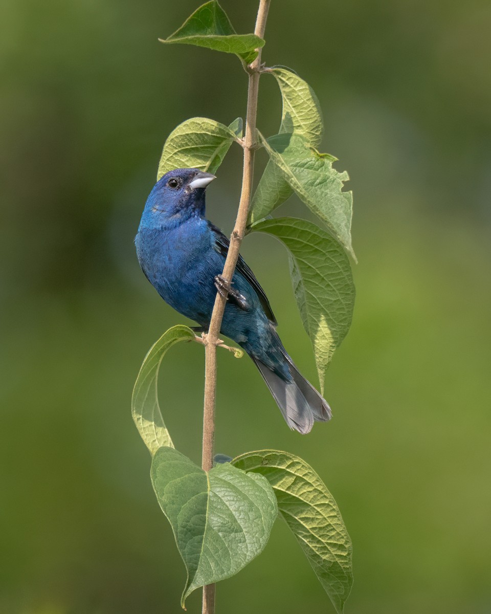 Indigo Bunting - ML639515573