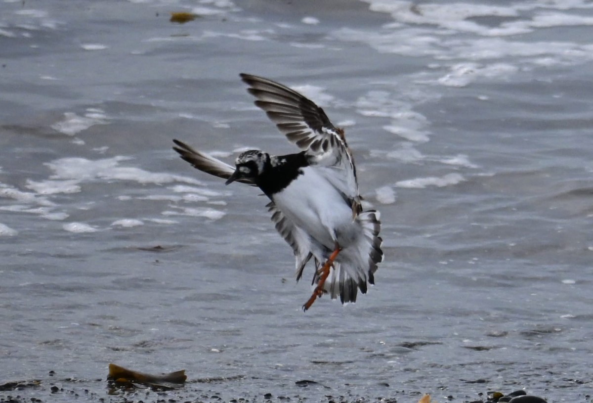 Ruddy Turnstone - ML639515581