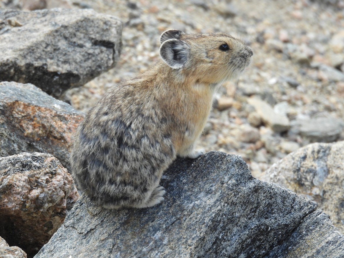 Animals - ML639515589