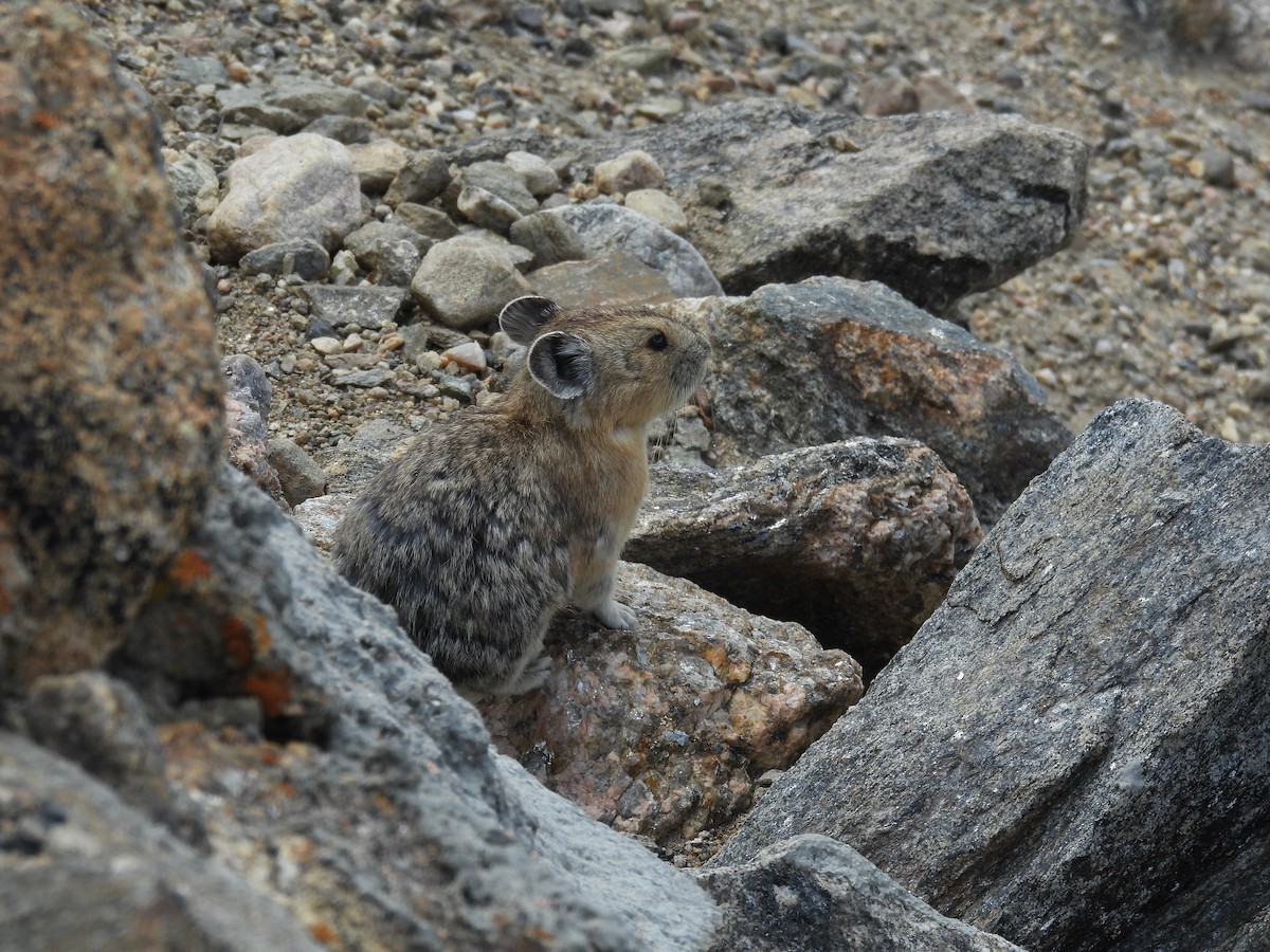 Animals - ML639515590