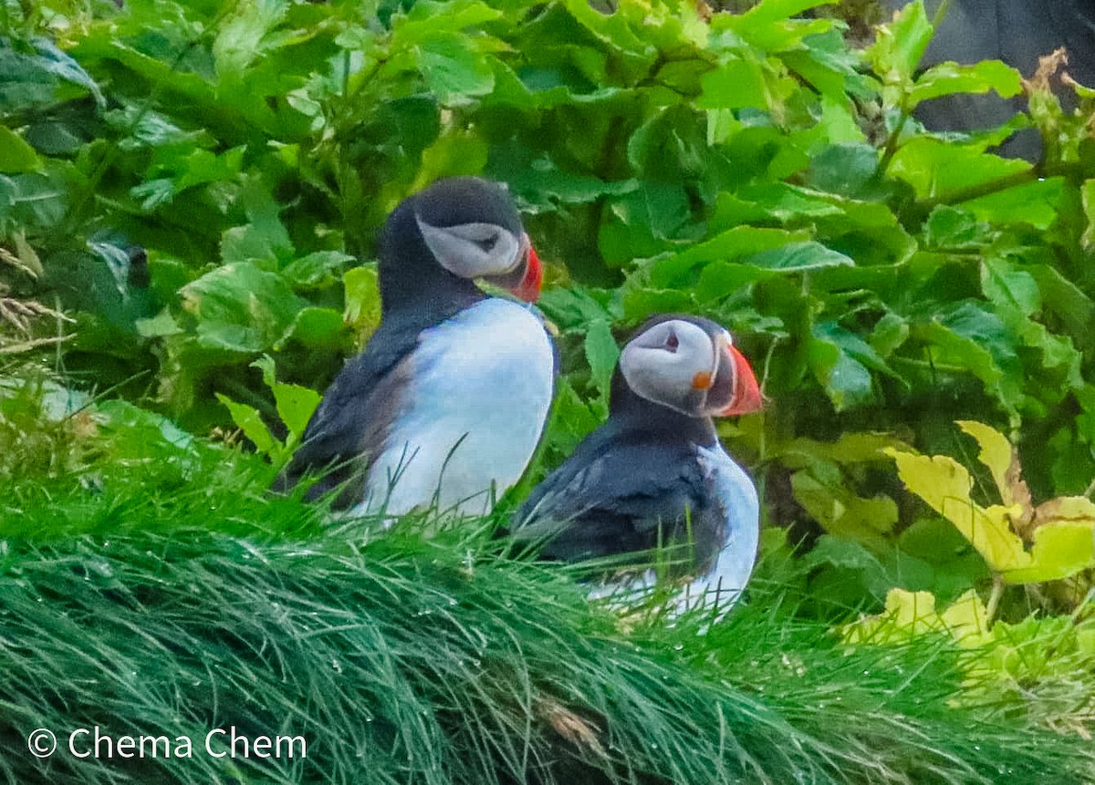 Atlantic Puffin - ML639515665