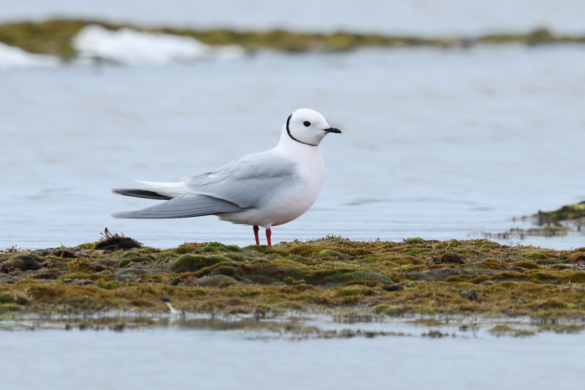 Ross's Gull - ML639515668