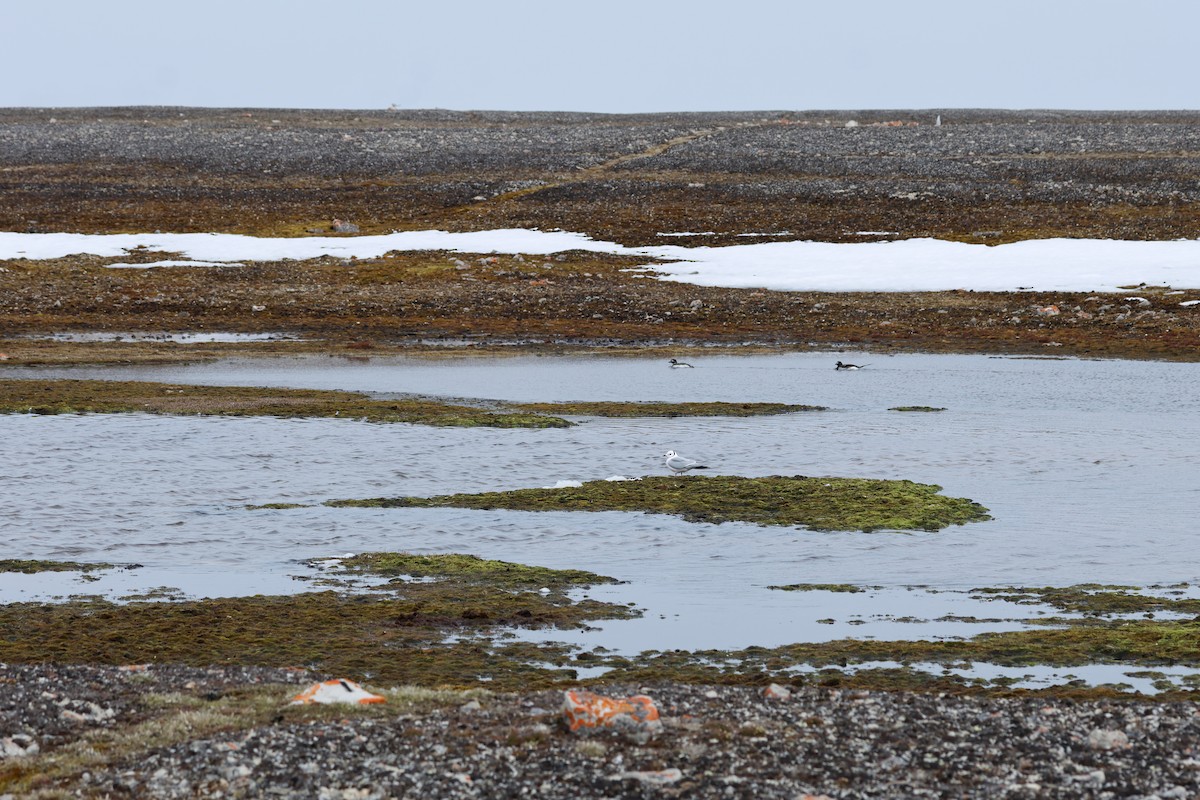Ross's Gull - ML639515680