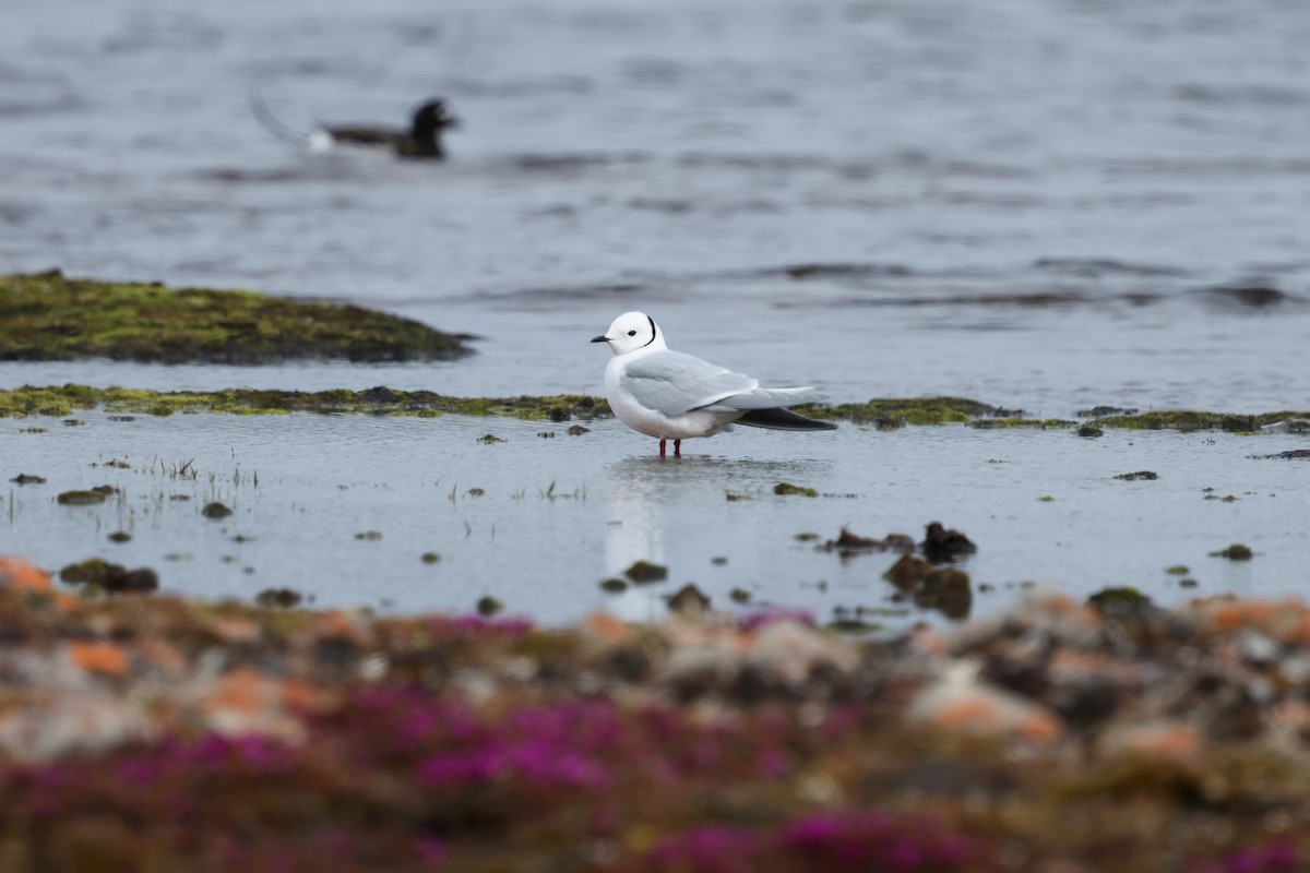 Ross's Gull - ML639515681