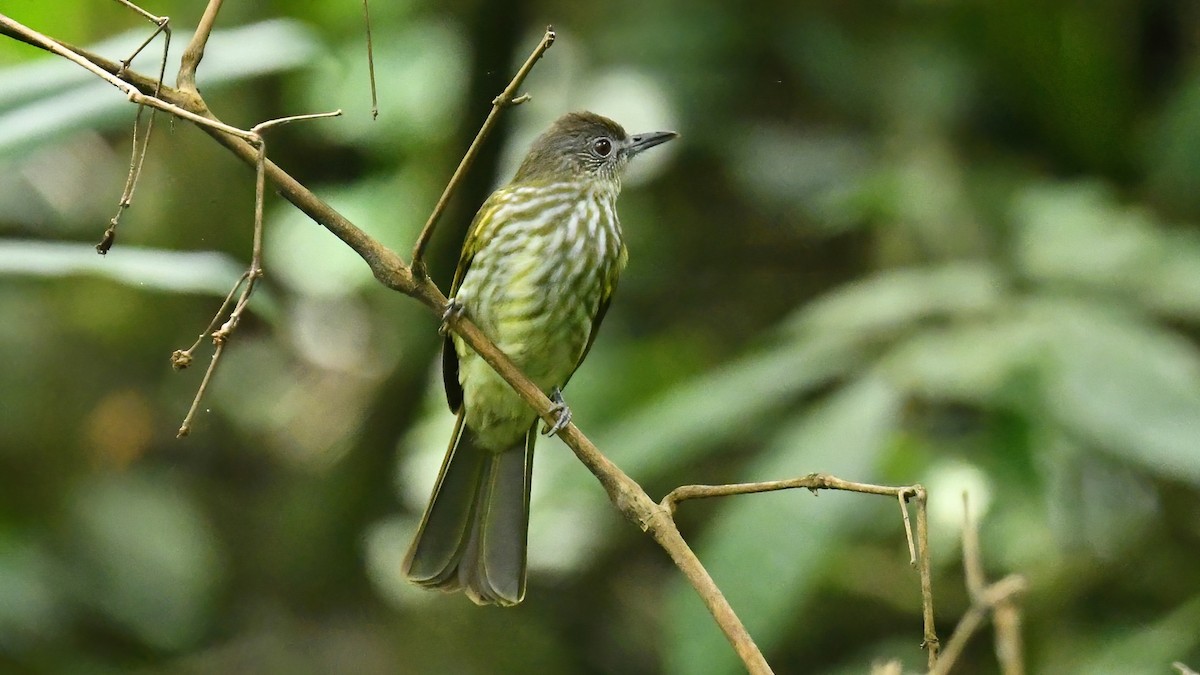 Javan Bulbul - ML639515814