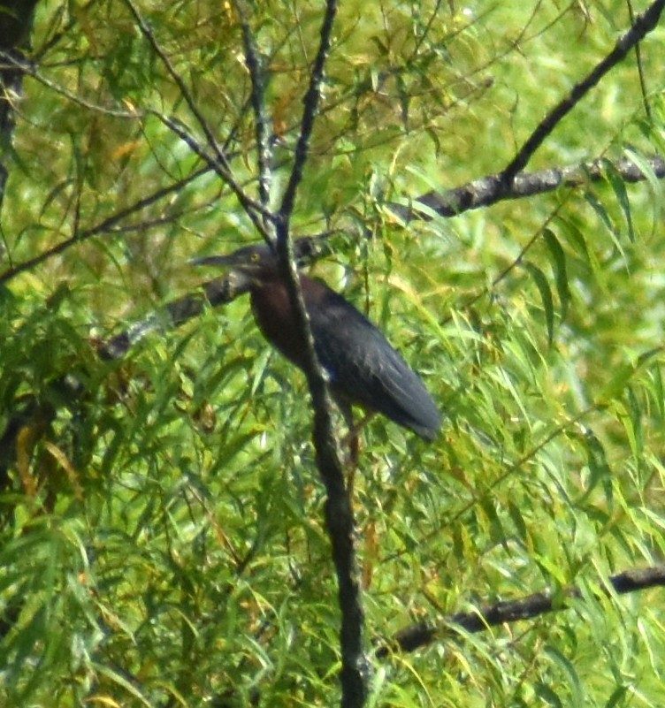 Koartzatxo berdea - ML639515855
