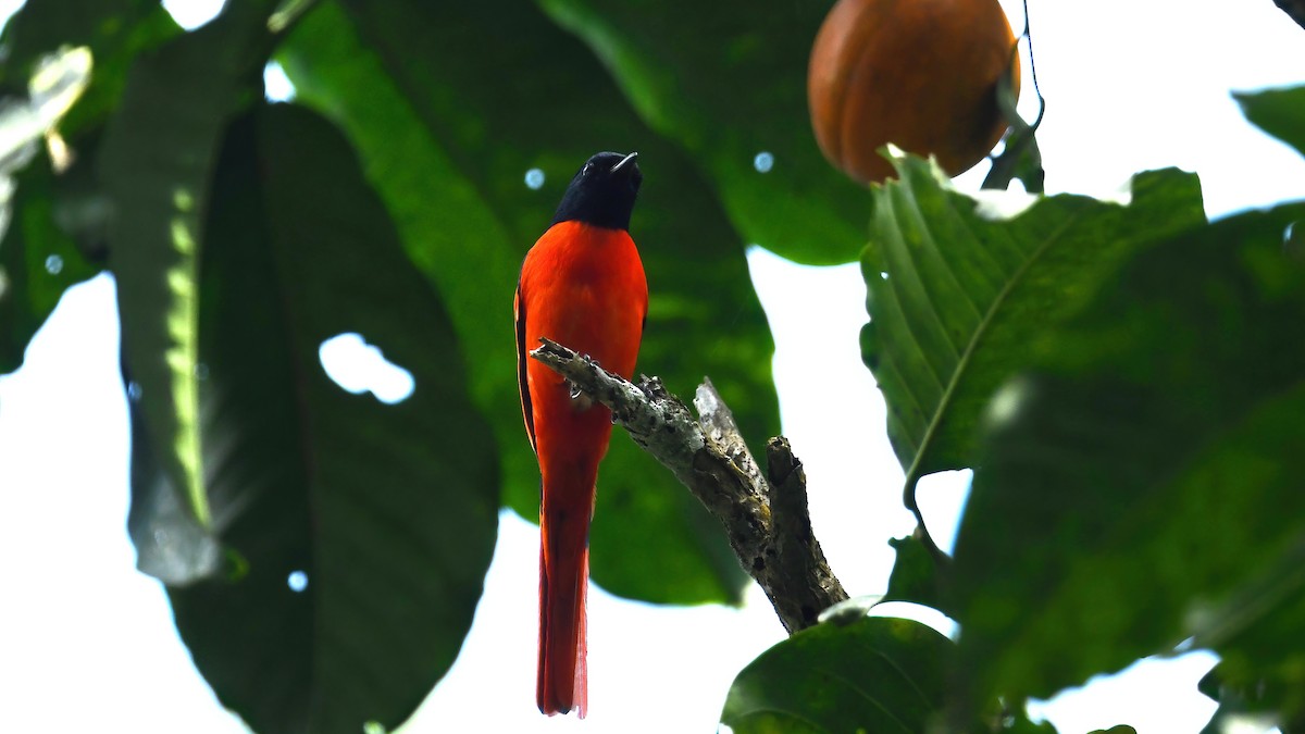Sunda Minivet - ML639515856