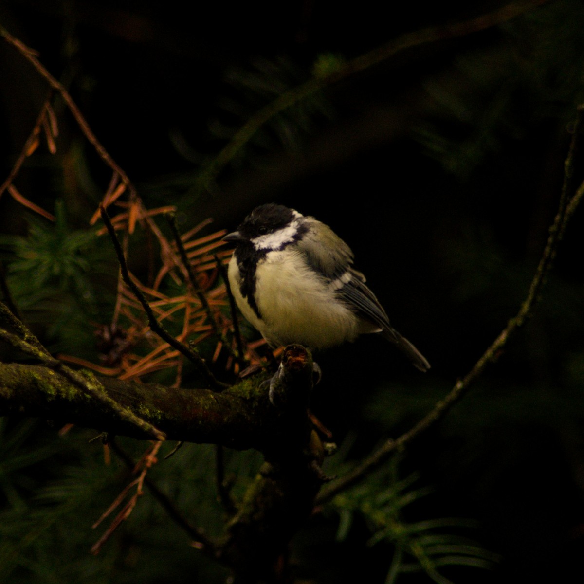Mésange charbonnière - ML639515865