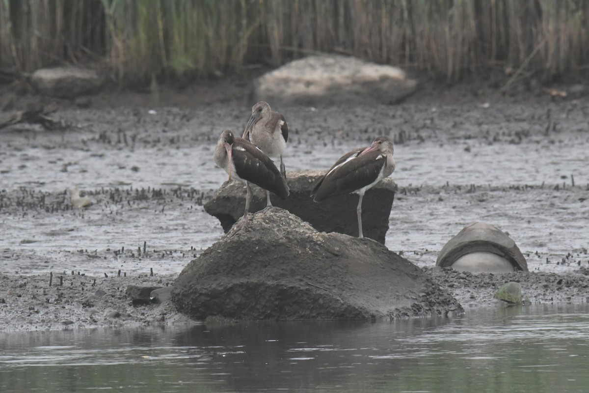 White Ibis - ML639516006