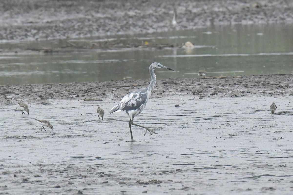 Little Blue Heron - ML639516014