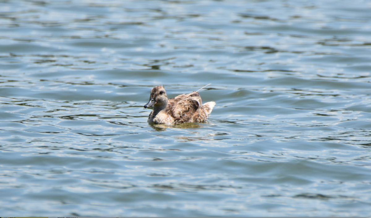 Gadwall - ML63951611