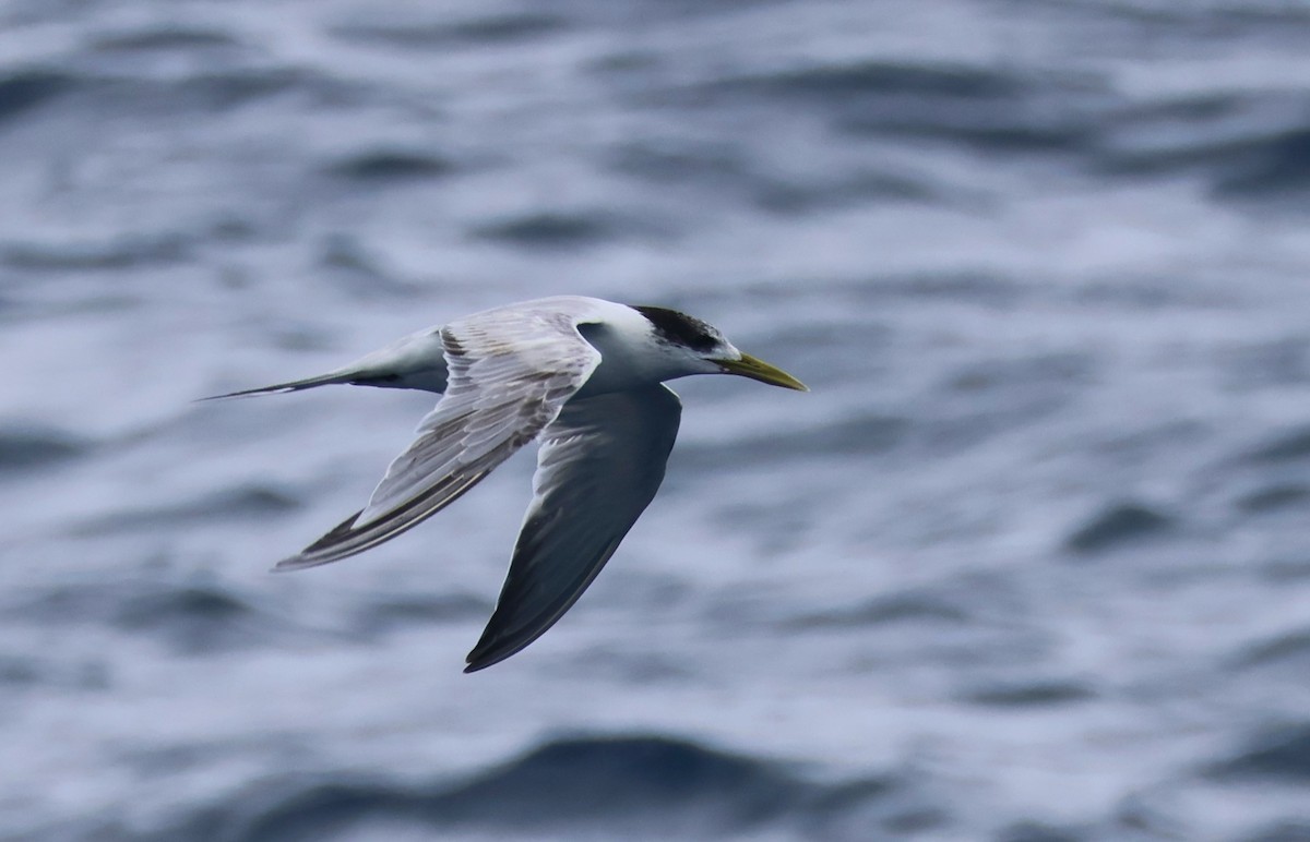 Great Crested Tern - ML639516168