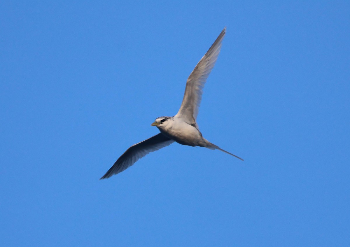 White-tailed Tropicbird - ML639516224