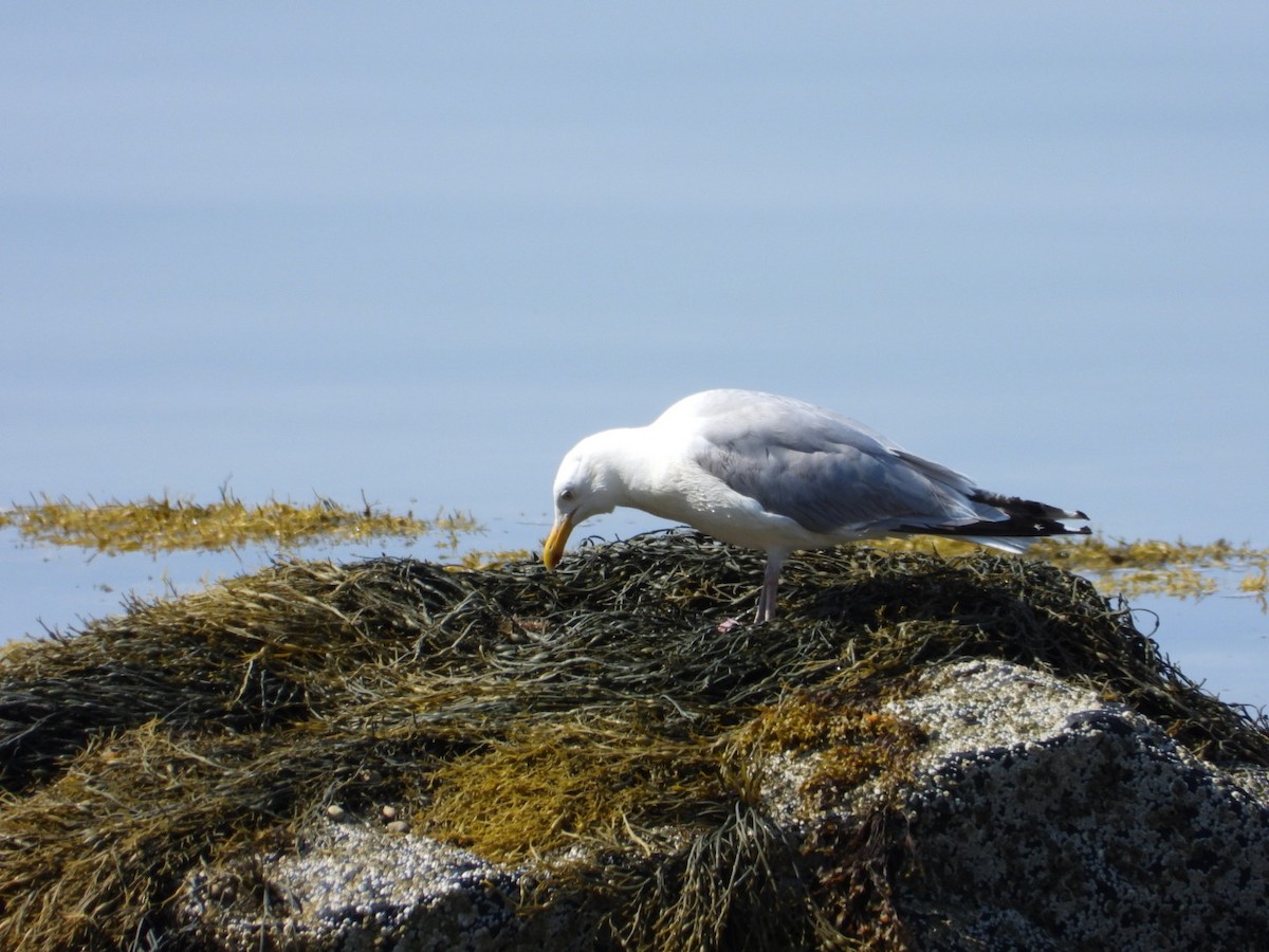 Kanadamöwe - ML639516225