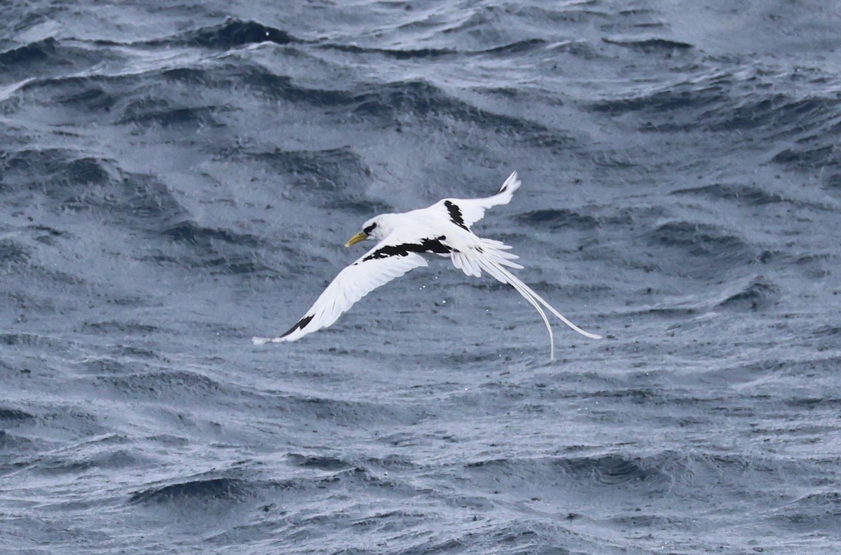 White-tailed Tropicbird - ML639516255