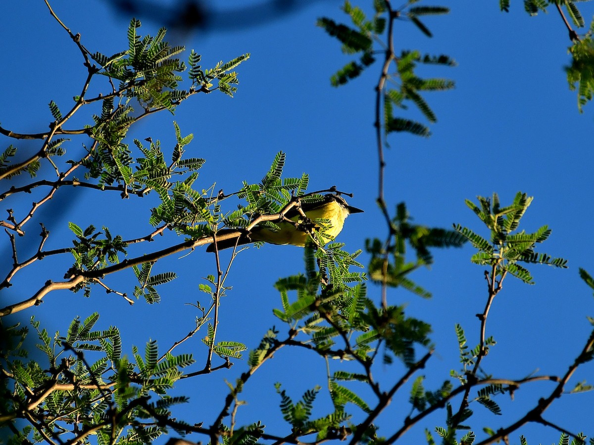 Western Kingbird - ML639516268