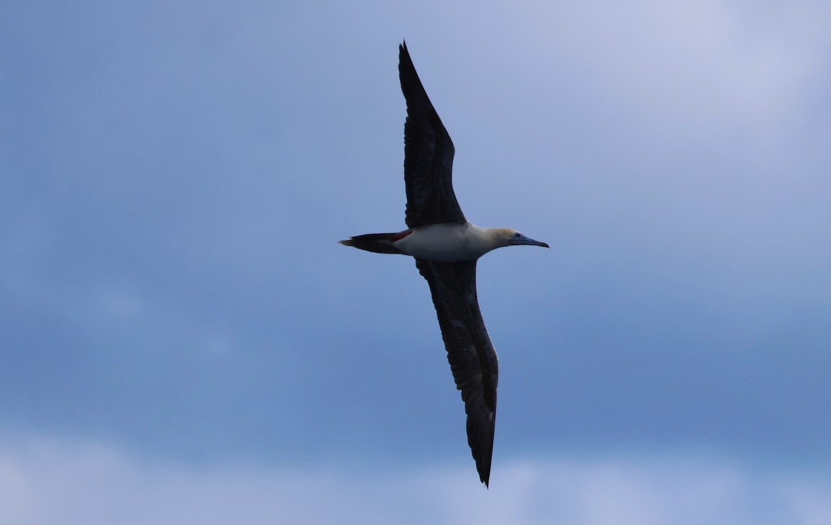 Red-footed Booby - ML639516281