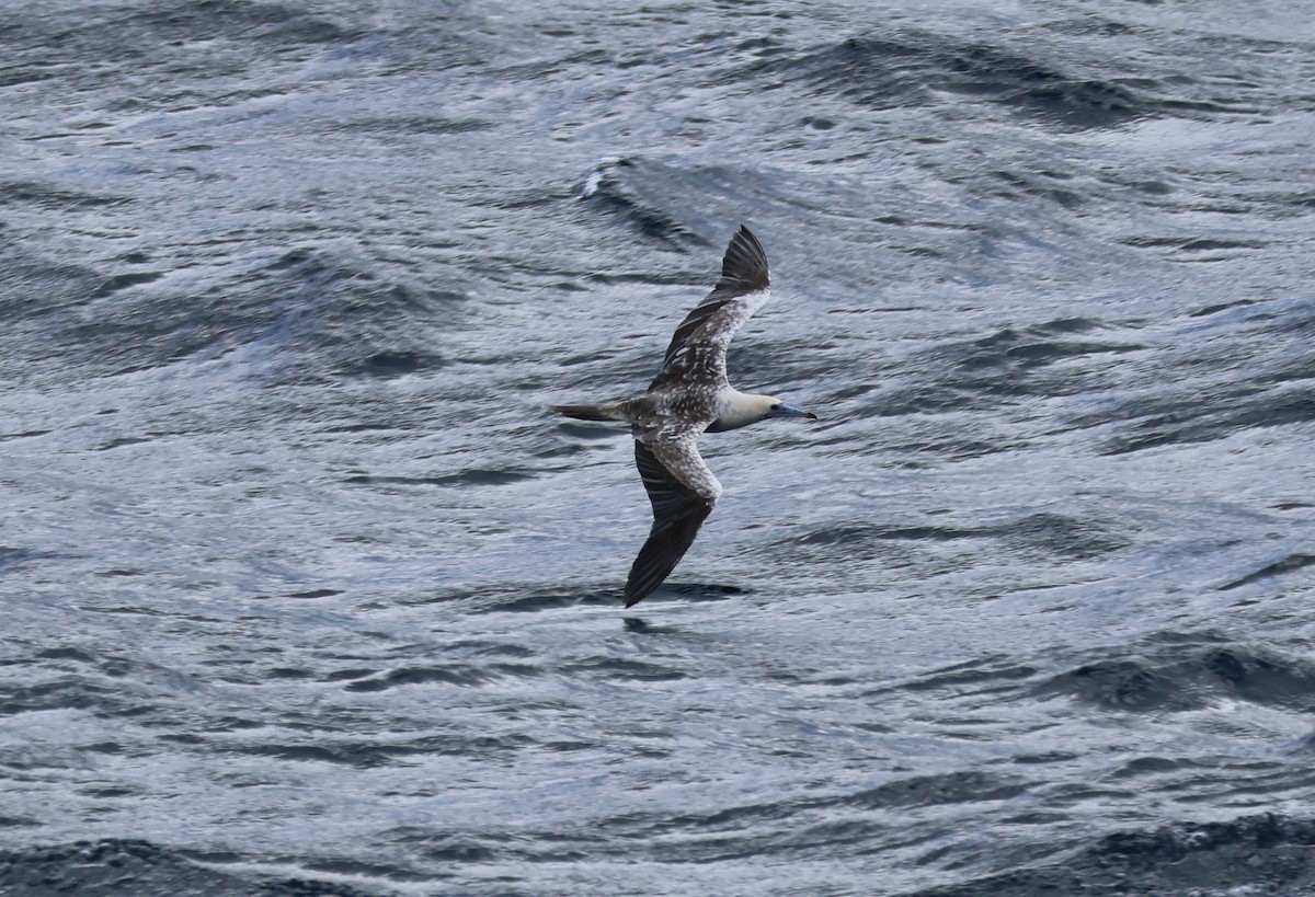 Red-footed Booby - ML639516282
