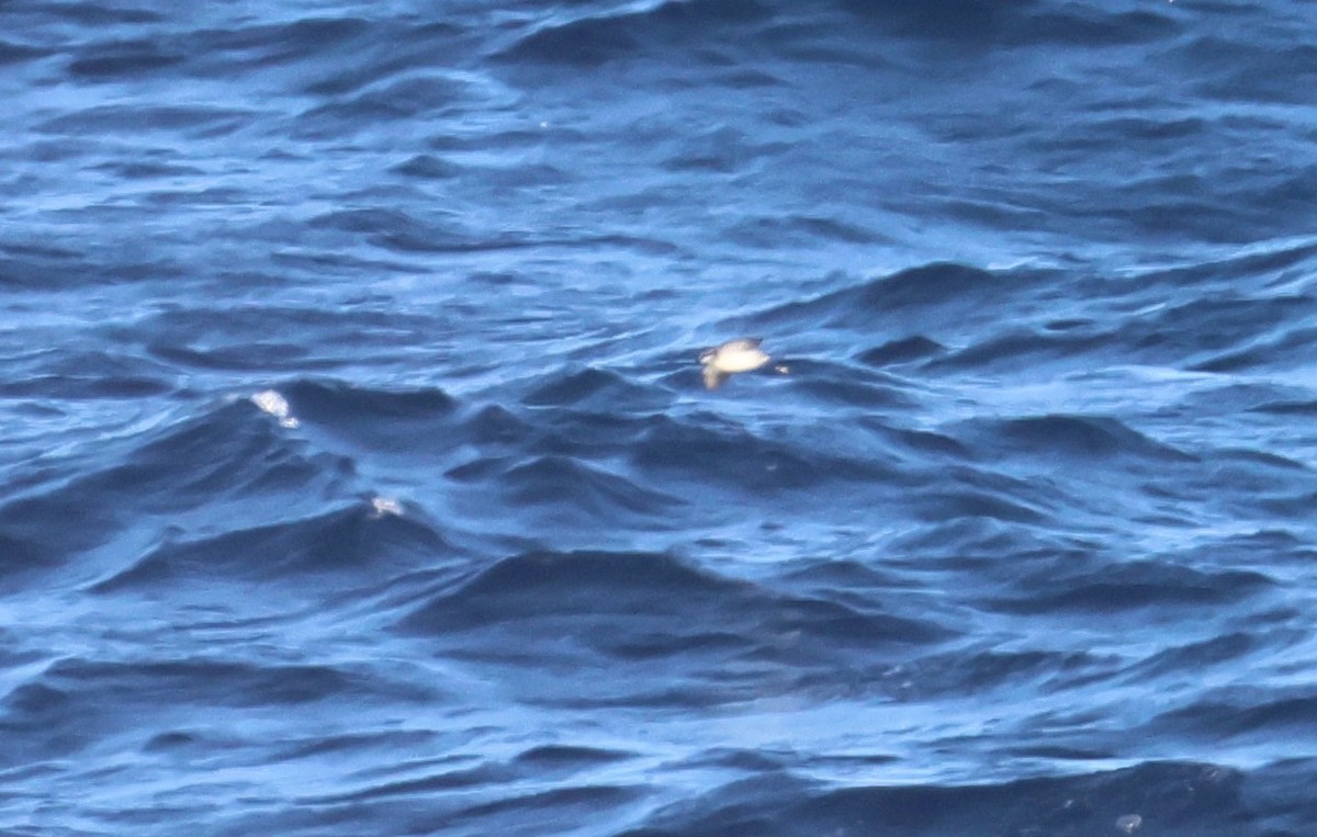 White-faced Storm-Petrel - ML639516303