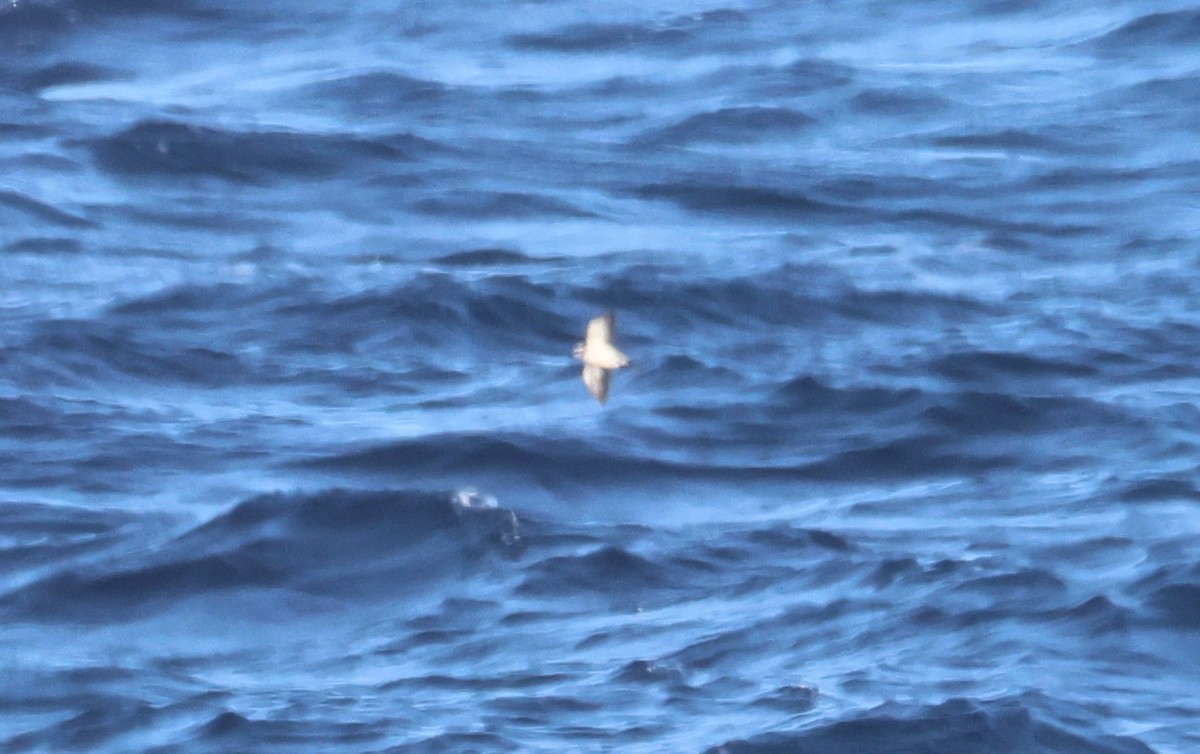 White-faced Storm-Petrel - ML639516304