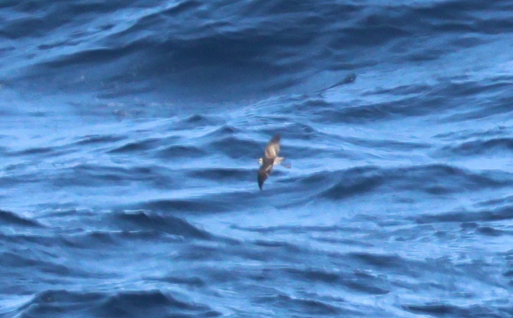 White-faced Storm-Petrel - ML639516305