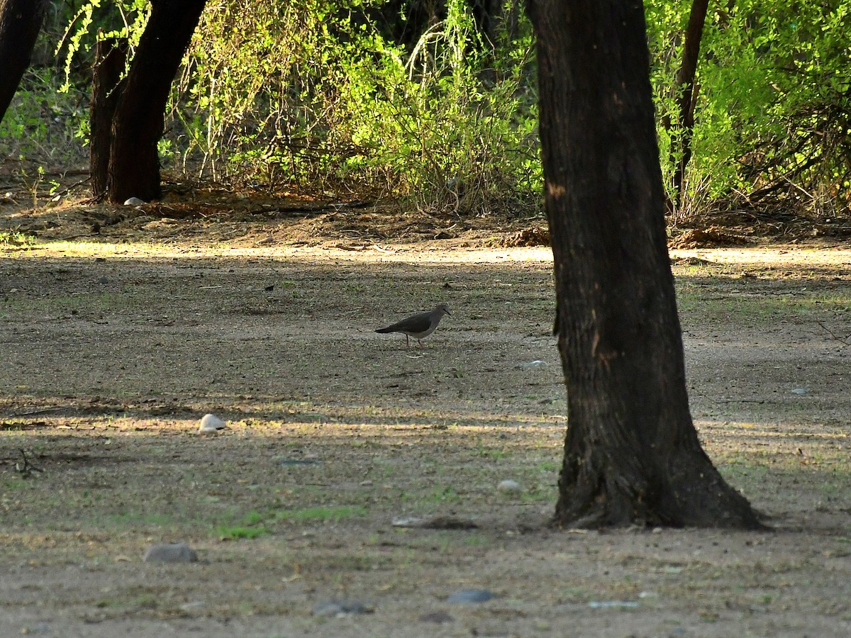 White-tipped Dove - ML639516306
