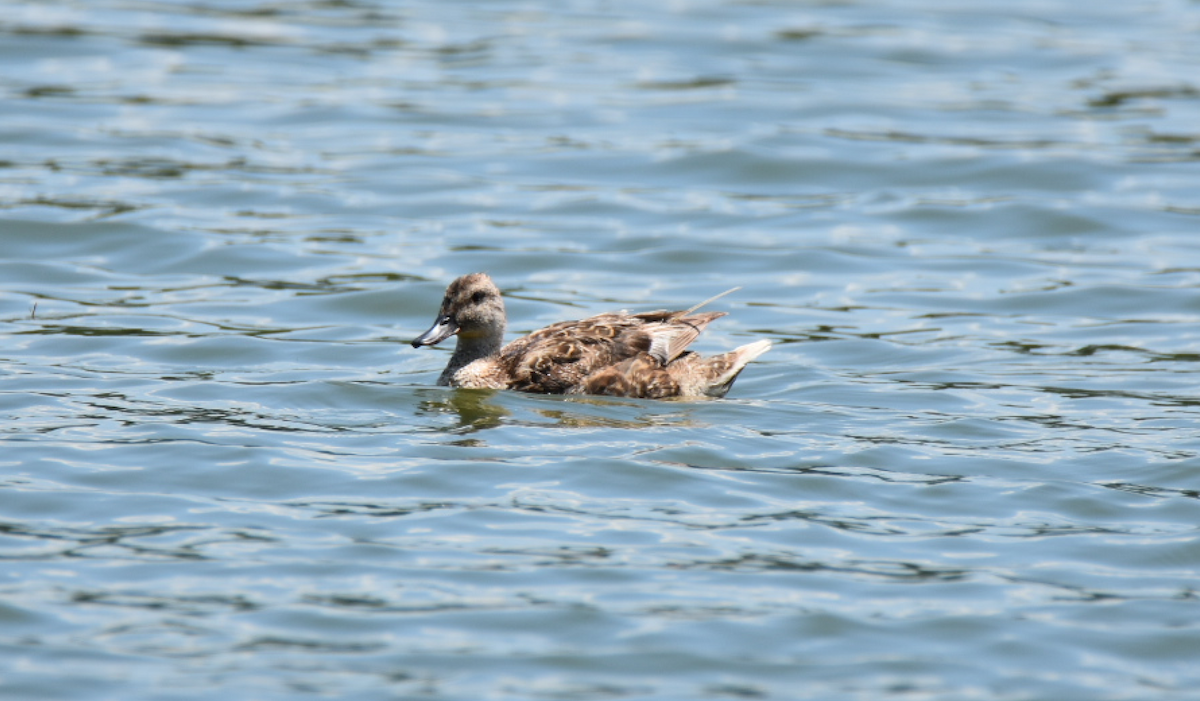 Gadwall - ML63951631