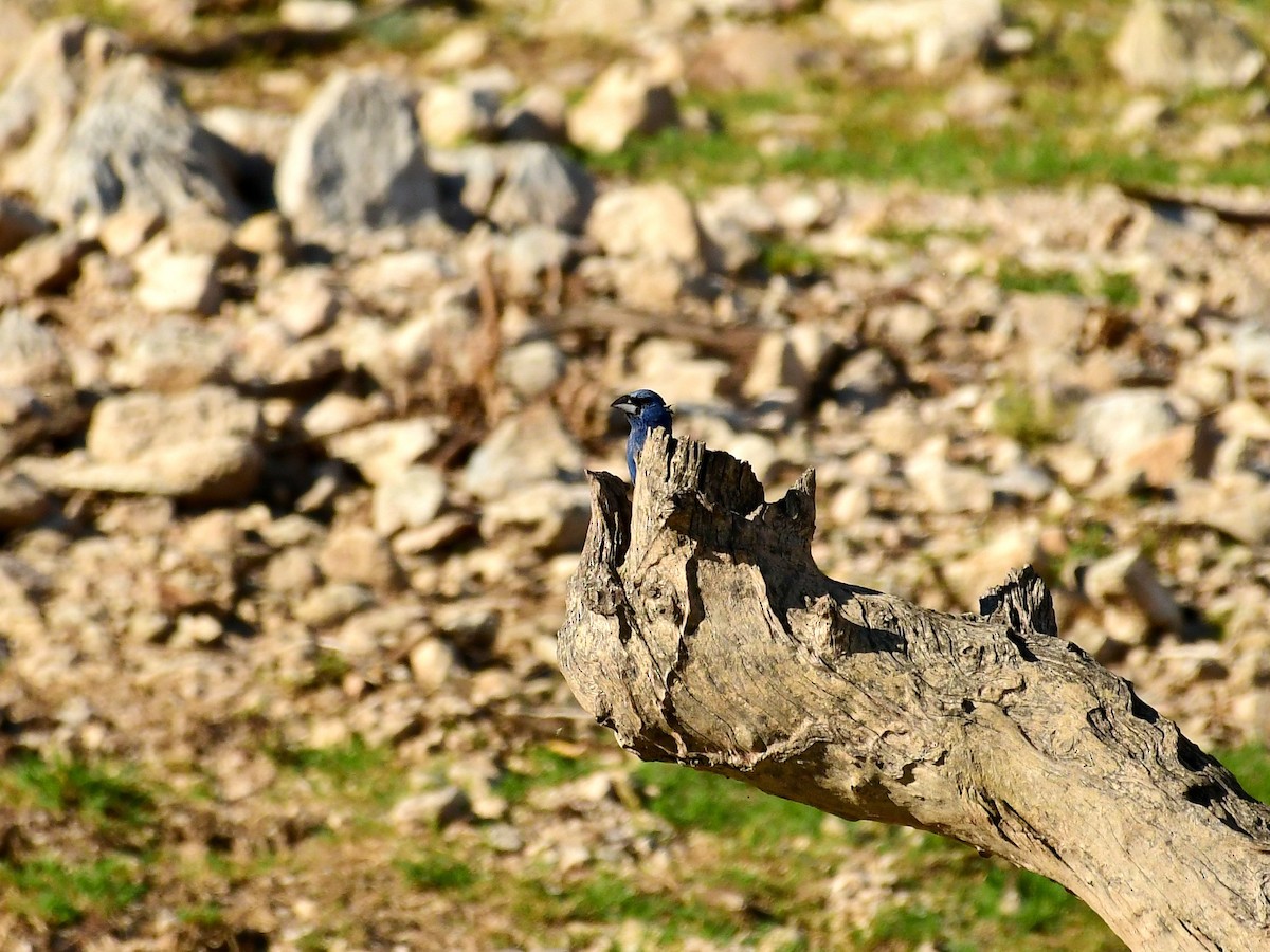 Blue Grosbeak - ML639516339