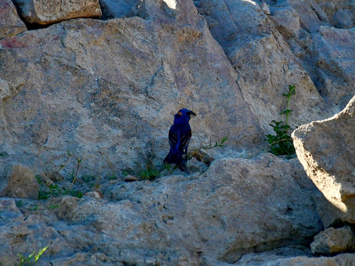 Blue Grosbeak - ML639516340