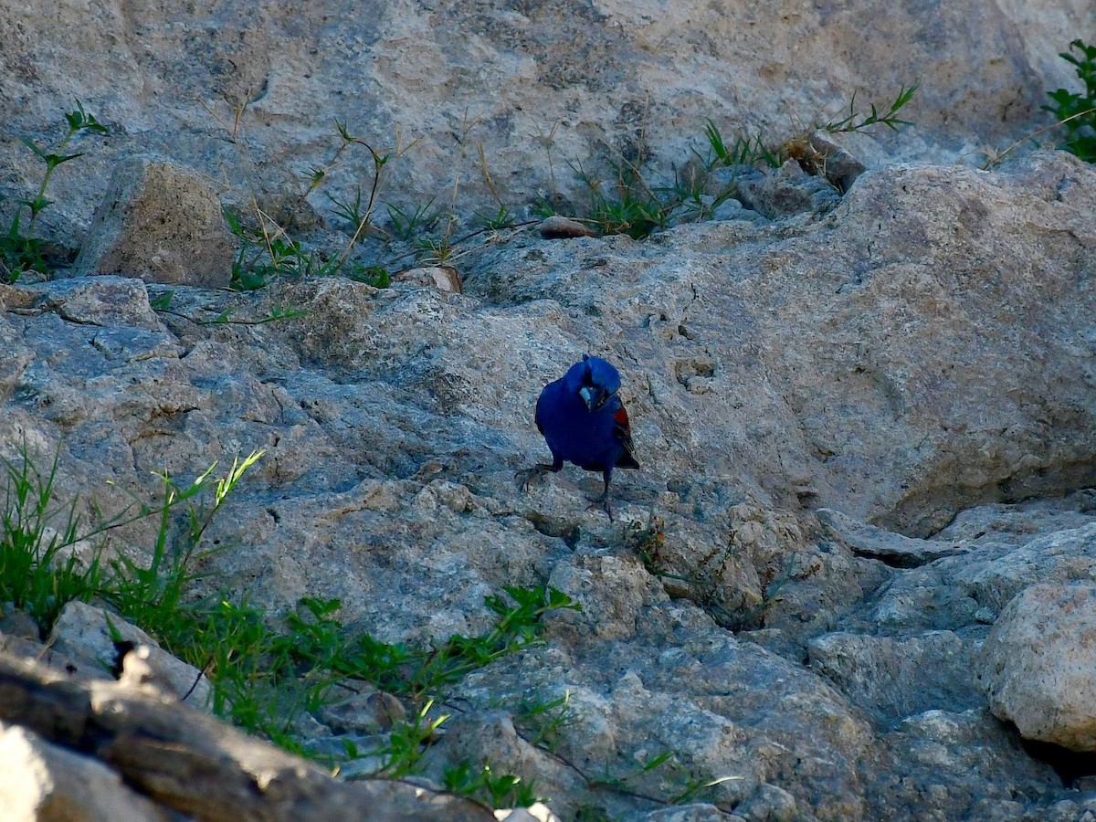 Blue Grosbeak - ML639516341