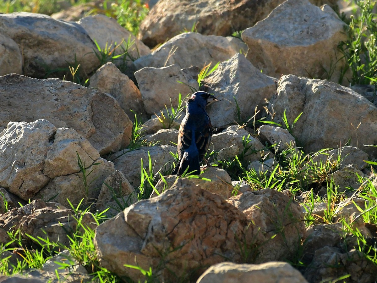 Blue Grosbeak - ML639516342