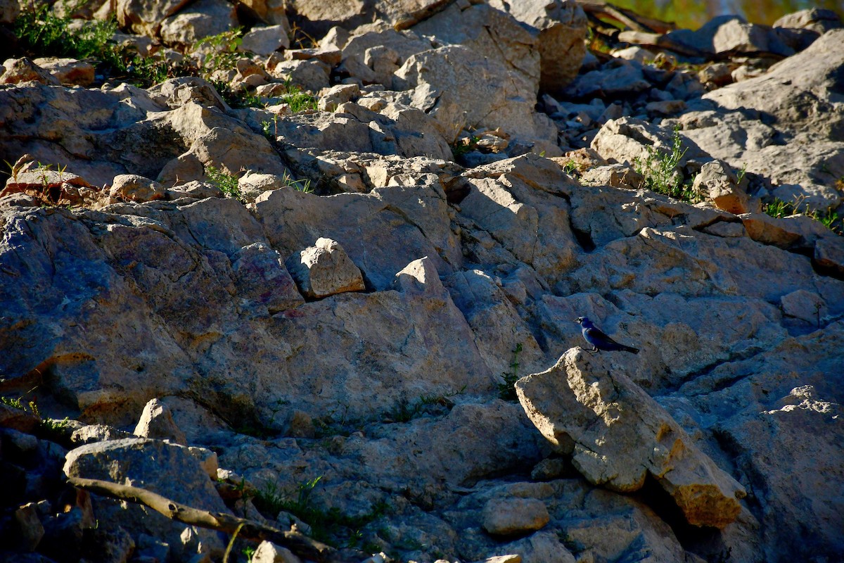 Blue Grosbeak - ML639516343