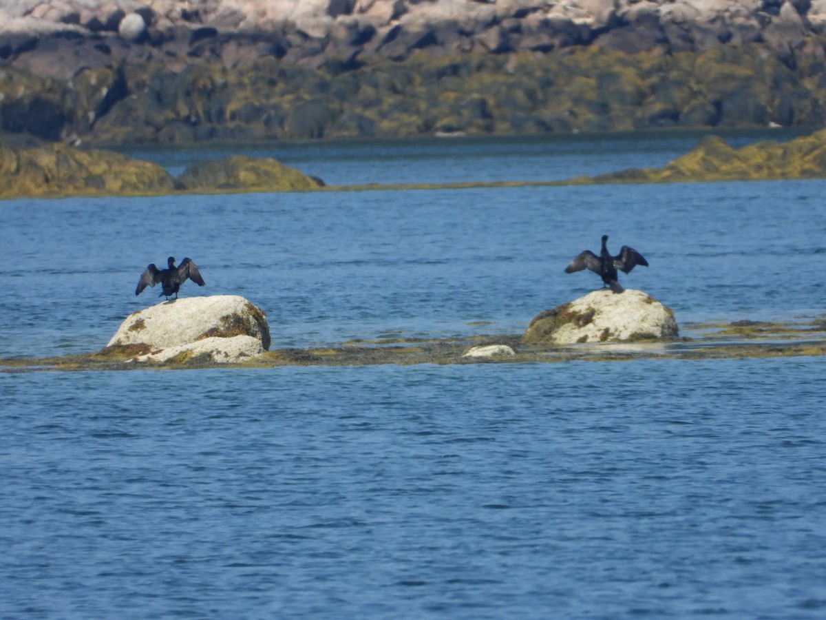 Ohrenscharbe - ML639516352