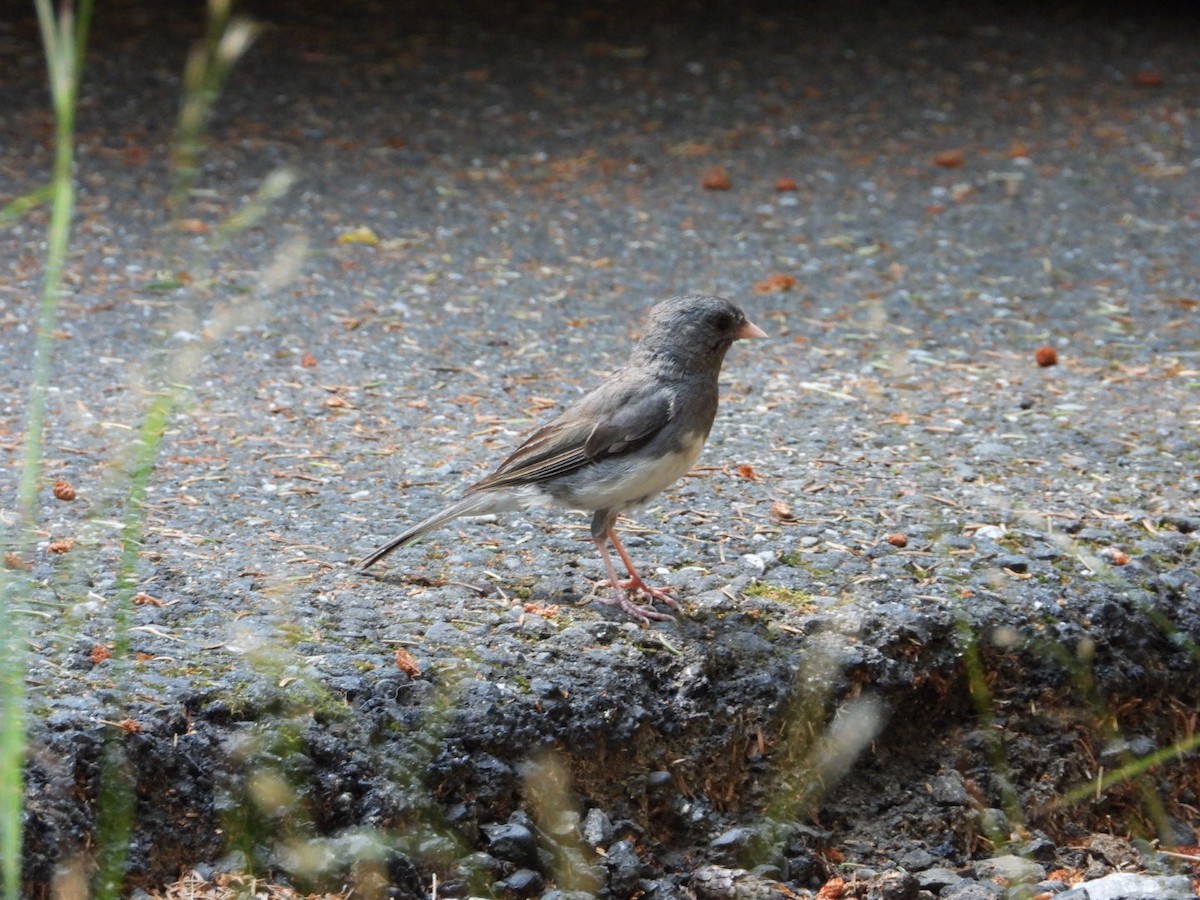 Winterammer - ML639516369