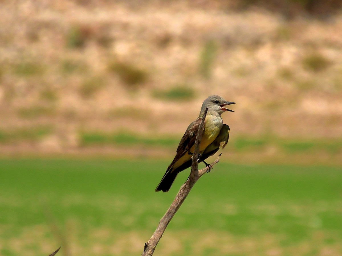 Western Kingbird - ML639516374