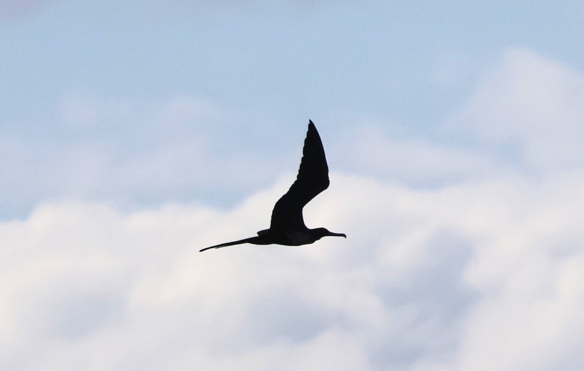 Great Frigatebird - ML639516426