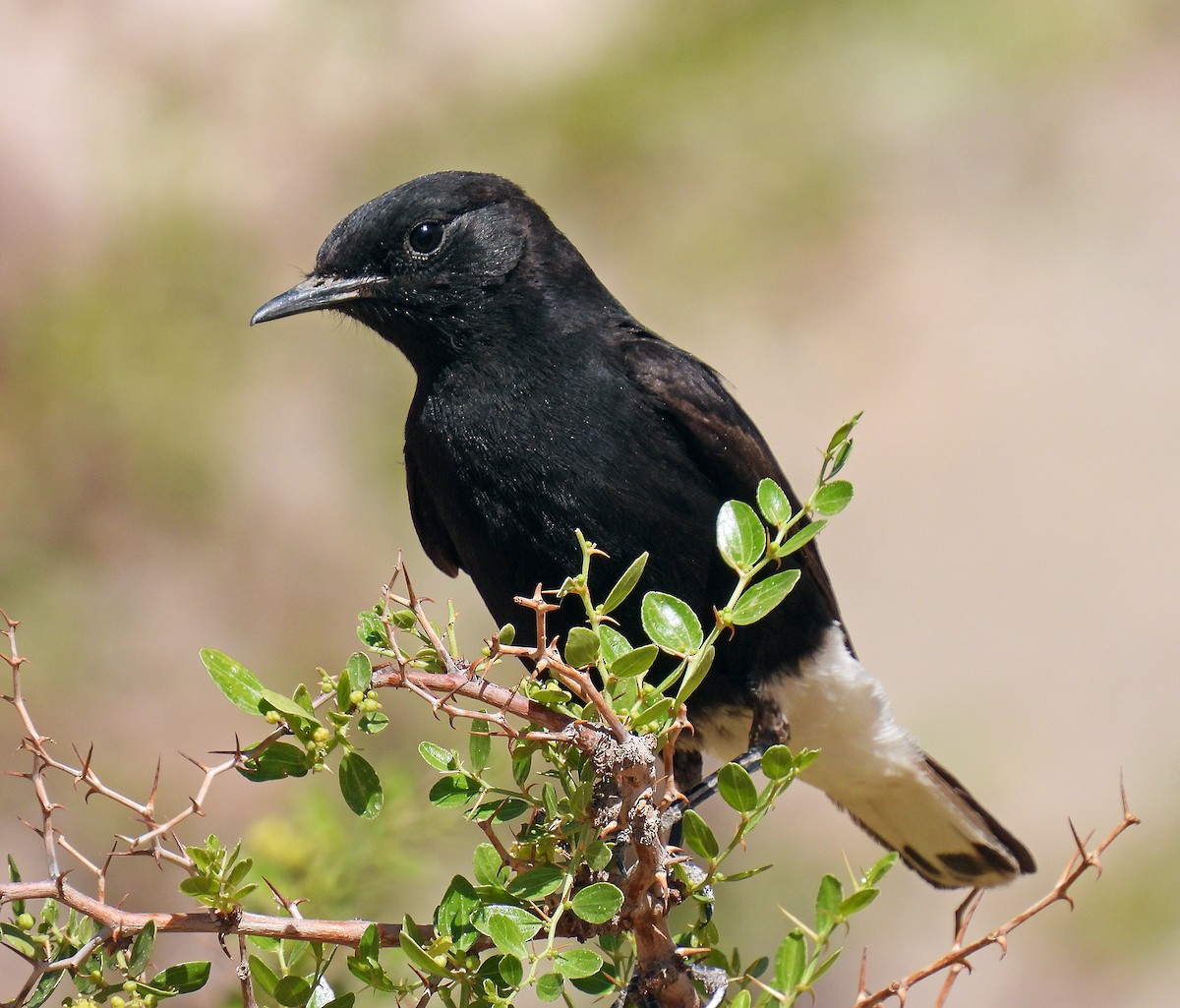 White-crowned Wheatear - ML639516445